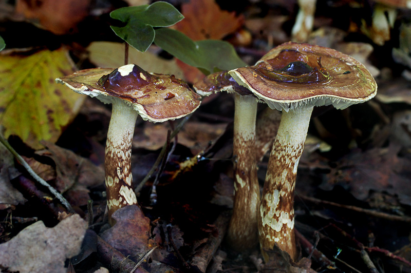 Hygrophorus persoonii